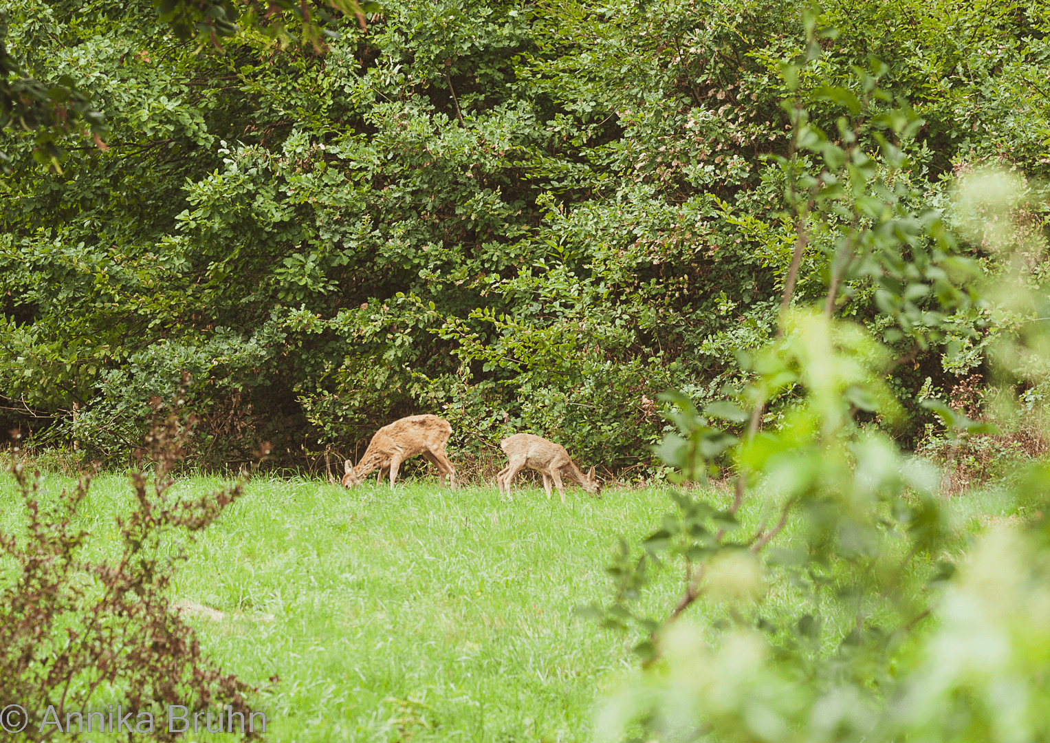 Rehe beim Frühstücken